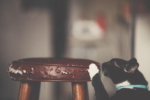  Stop Cats from Ruining Your Furniture