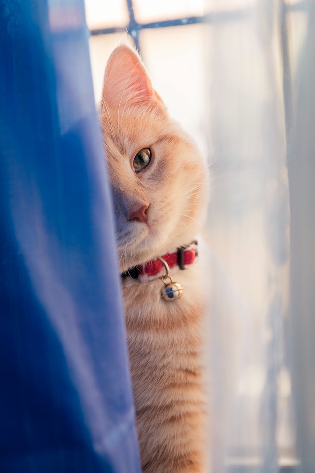 Facts About Cats Behavior