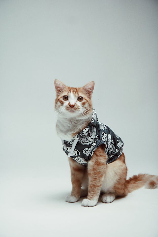 The Rise of Trendy Cat Apparel: Fashion with a Cause