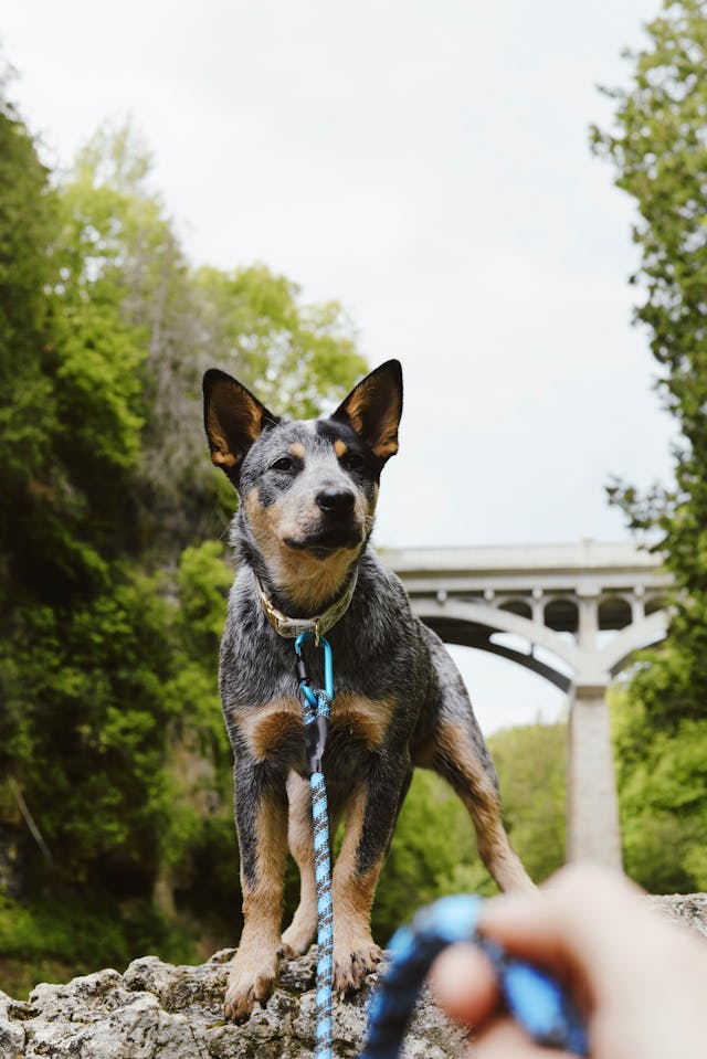 Australian Cattle Dog Mix – Your Ultimate Guide to This Loyal and Lively Dog