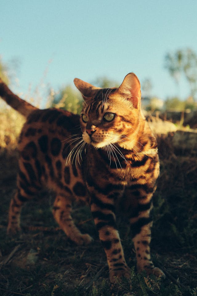 Caramel Kitten: A Sweet and Unique Feline Companion