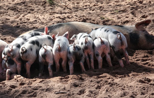 Pig Breeds: A Simple and Fun Guide to Learn About Different Pigs