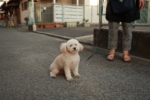 Cute Female Dog Names: 100+ Adorable Ideas for Your Puppy in 2025