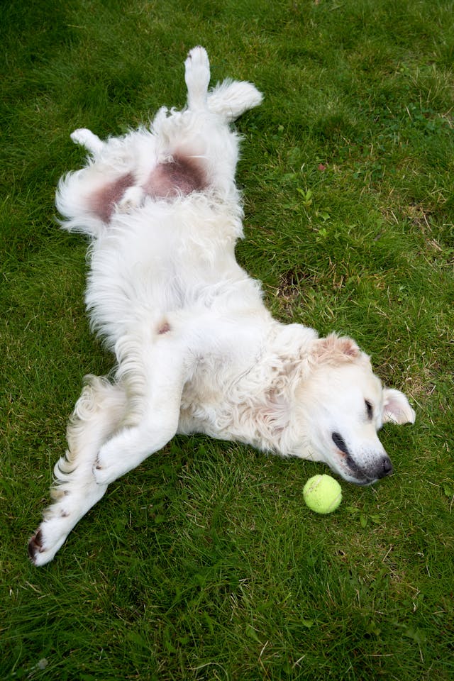 White Golden Retriever: Your Guide to This Beautiful Dog Breed