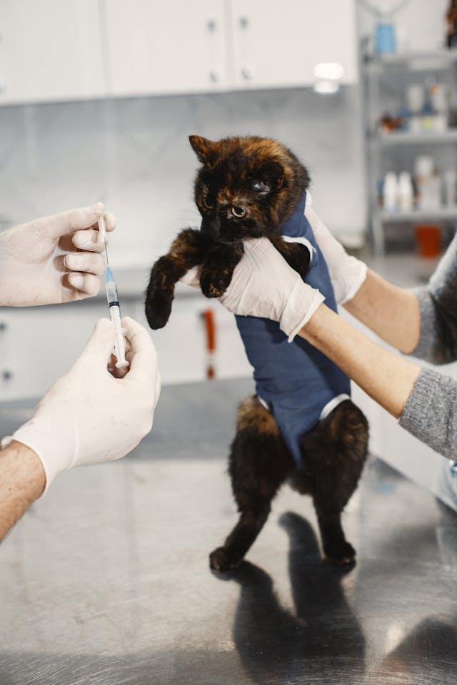 Can Cats Get Parvo? A Simple Guide for Pet Owners
