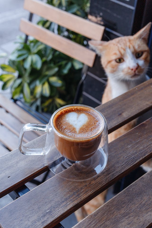 Cafeteria Cat: The Adorable Feline Friends of School Dining Halls