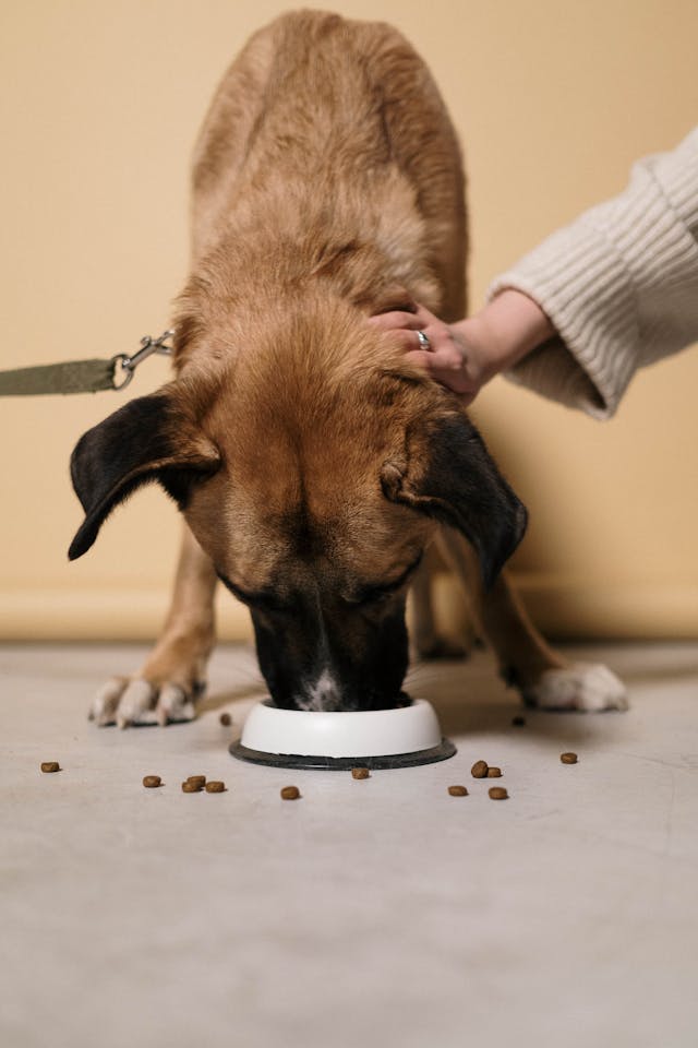 How Much is the Farmer’s Dog Per Week – Weekly Cost Guide to Healthy Homemade Dog Food Plans & Value Advice