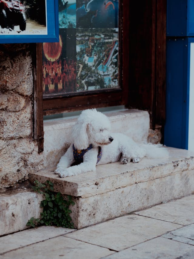 Could These PetLab Co. Soft Chews Support Your Dog With Seasonal Allergies?