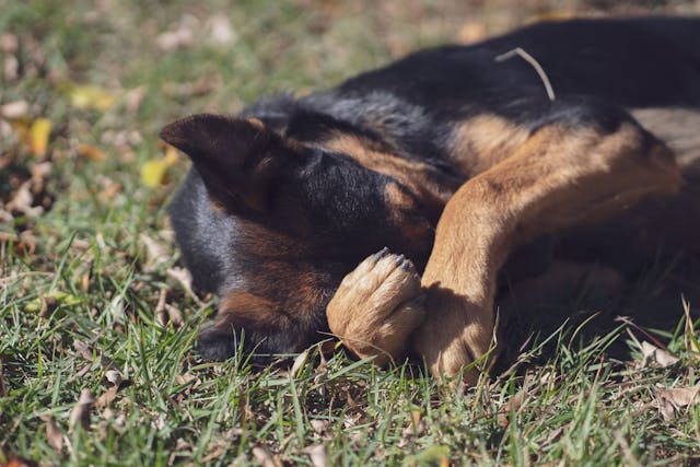 Could These PetLab Co. Soft Chews Support Your Dog With Seasonal Allergies?