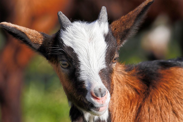 Right Coat for Your Calf, Goat, or Lamb