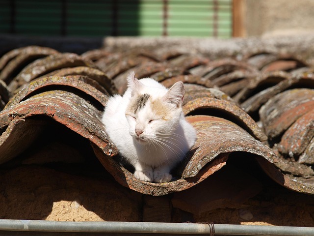 Facts About Cats: Amazing Secrets Every Cat Lover