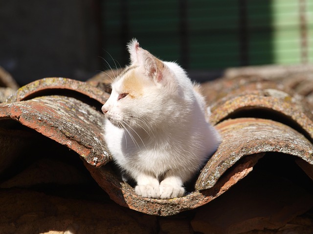 Facts About Cats: Amazing Secrets Every Cat Lover