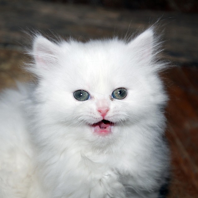 Cat Breeders Scotland: Complete Guide to Healthy Kittens
