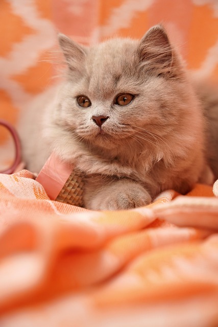 Cat Breeders Scotland: Complete Guide to Healthy Kittens