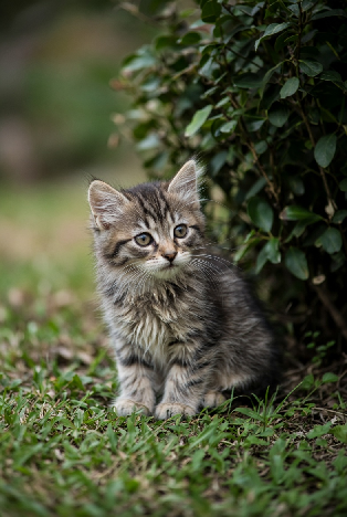 What to Do If You Find a Stray Kitten: A Complete Guide