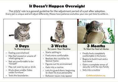 How to Bond With a Rescue Cat Gently
