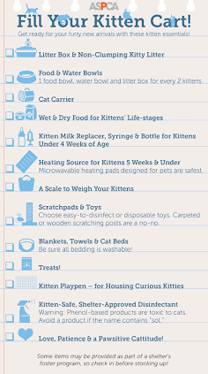 How to Become a Cat Foster Parent Successfully