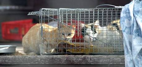 What Is TNR for Cats? A Simple Complete Guide