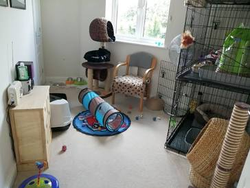 How to Prepare Your Home for an Adopted Cat: Complete Guide